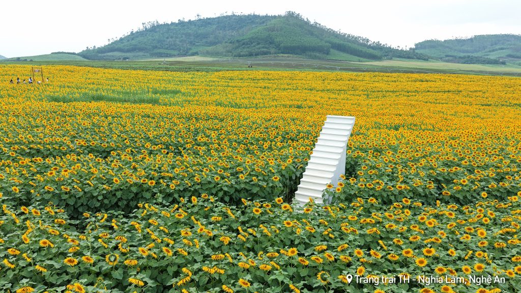 Cánh đồng hoa hướng dương Nghệ An