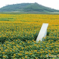Cánh đồng hoa hướng dương Nghệ An